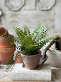 Apprentice Pot, 11" Button Fern