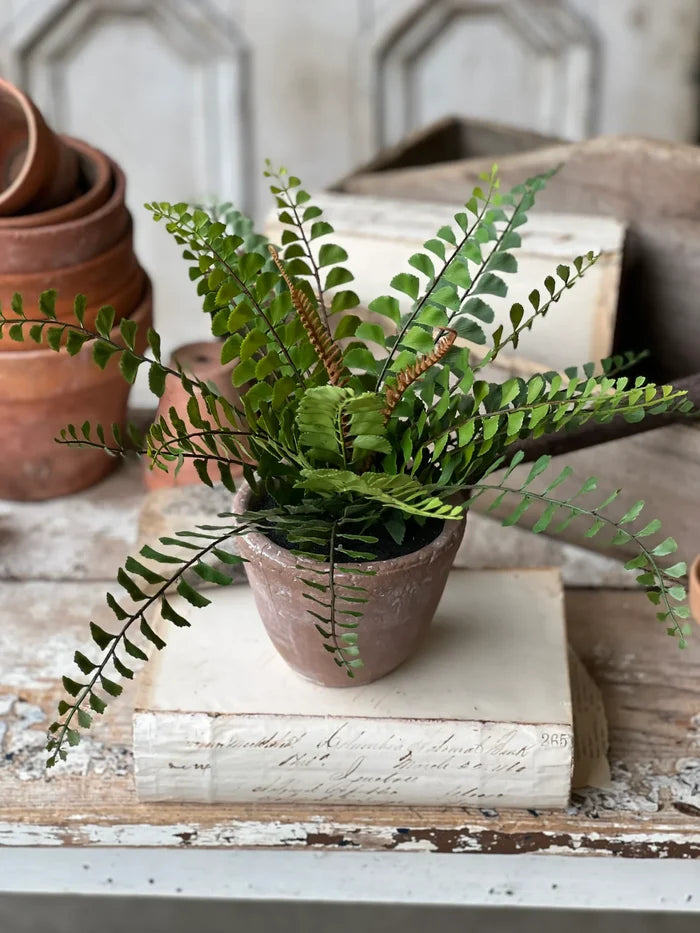 Apprentice Pot, 11" Button Fern