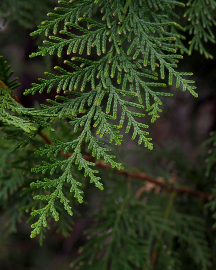 Beauty Secrets of Japan, Hinoki Cypress Floral Water