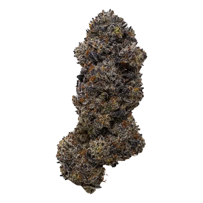 Close-up front view of a single dense "Frisian Dew" bud with frosty trichomes, dark purple leaves and orange pistils against a white background.