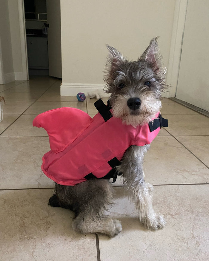 Schnauzer Life Jacket