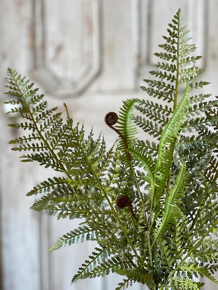 Tassel Fern Bush, 21"